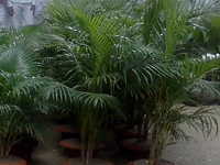 বিবিধ সেবা