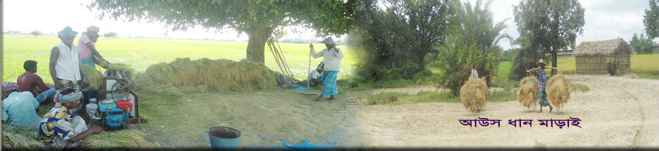 কৃষকের সোনালী ফসল ধান মাড়ায়ের দৃশ্য