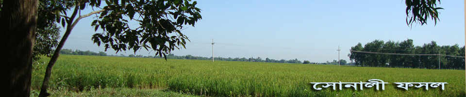 গুচ্ছ গ্রাম