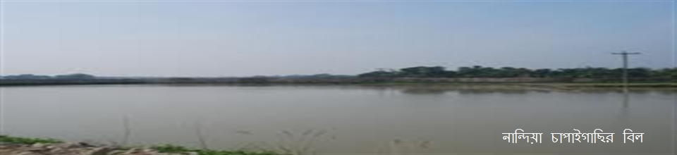 পাটিকাবাড়ী চাপাই গাছির বিল