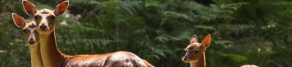 সুন্দরবনের হরিণ, বাংলাদেশ