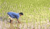 কৃষি ও প্রাণিসম্পদ