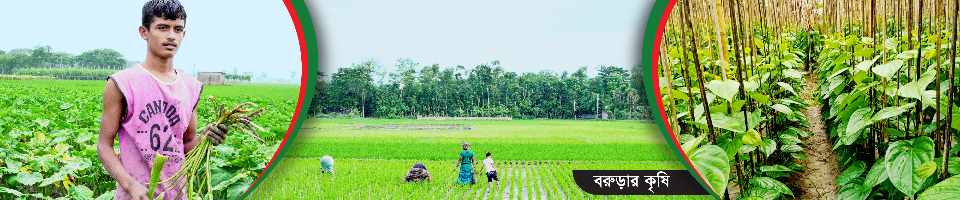 বরুড়ার কৃষি
