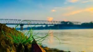 শেওলা সেতু