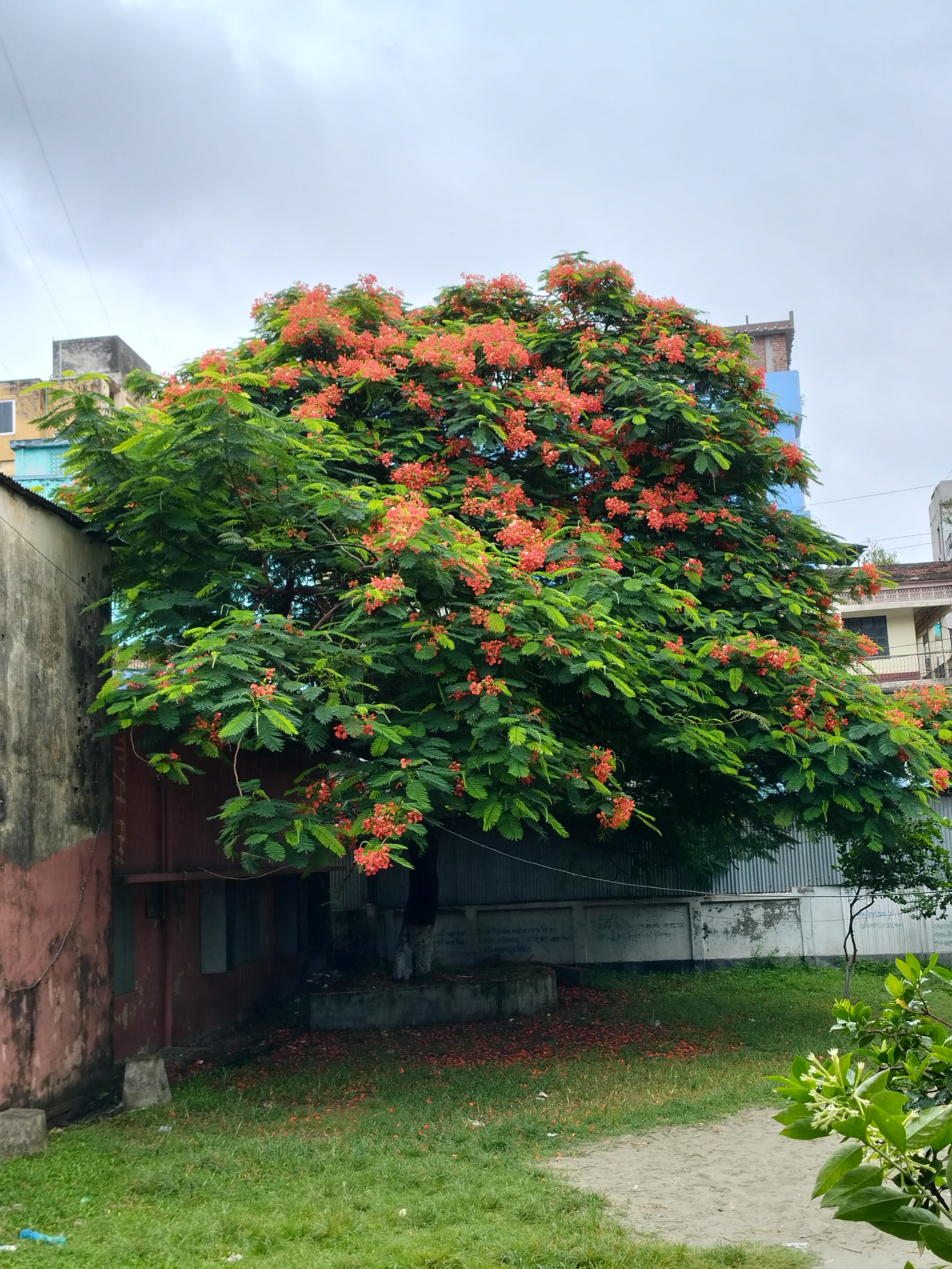 কৃষ্ণচূড়া ভৈরব রাজকাচারী প্রাঙ্গন।