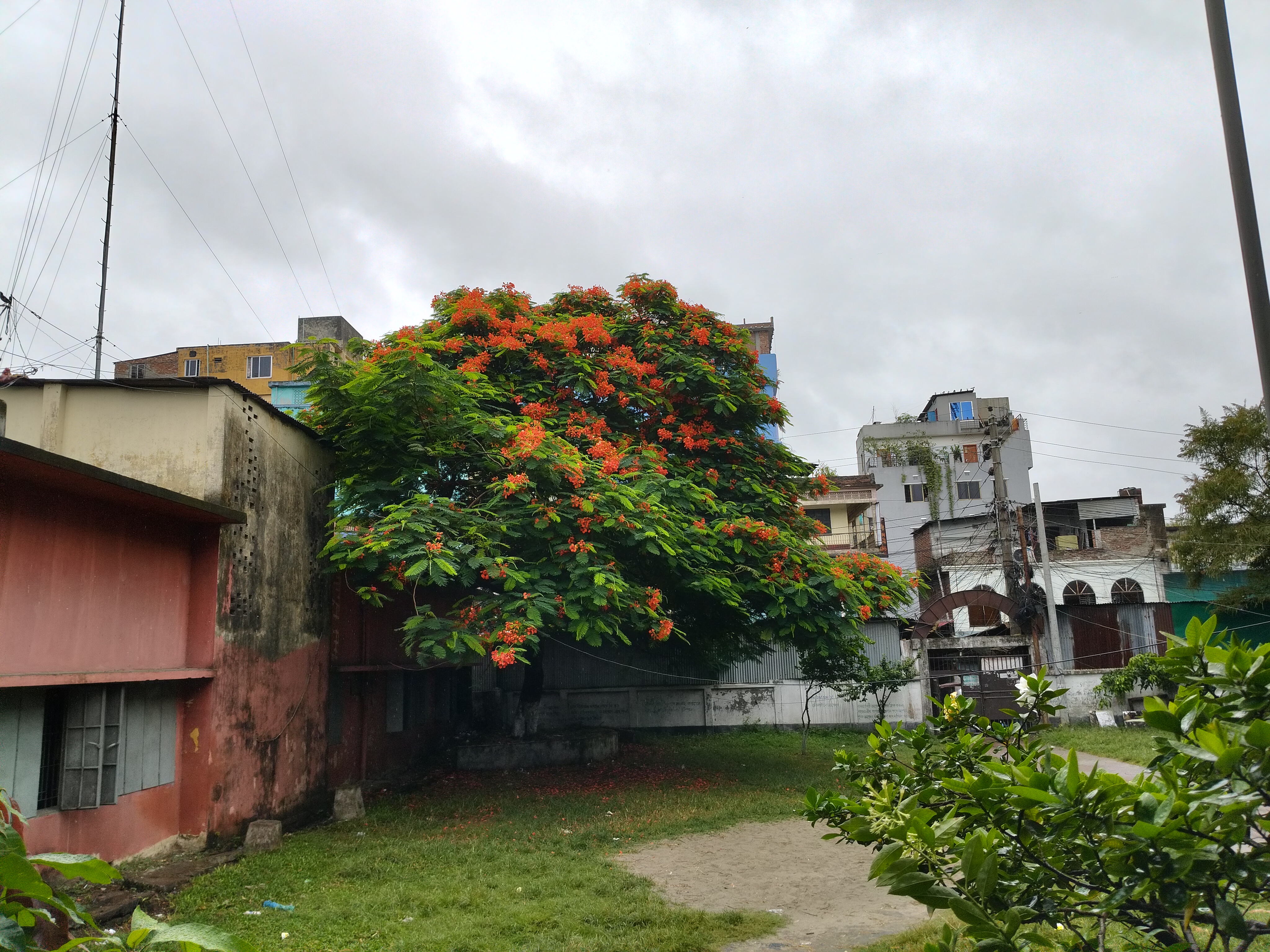 কৃষ্ণচূড়া ভৈরব রাজকাচারী প্রাঙ্গন।