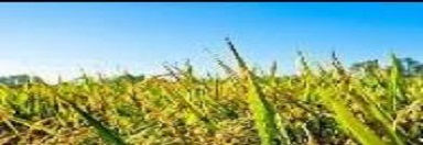 নাগরিক অধিকার সম্পর্কিত