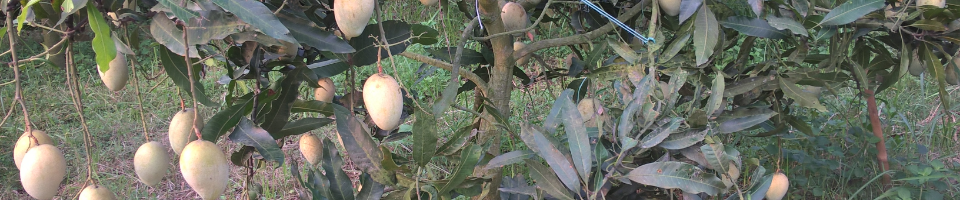 আম