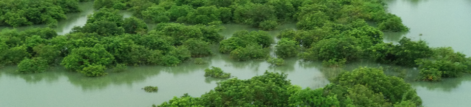 রাতারগুল সোয়াম্প ফরেস্ট