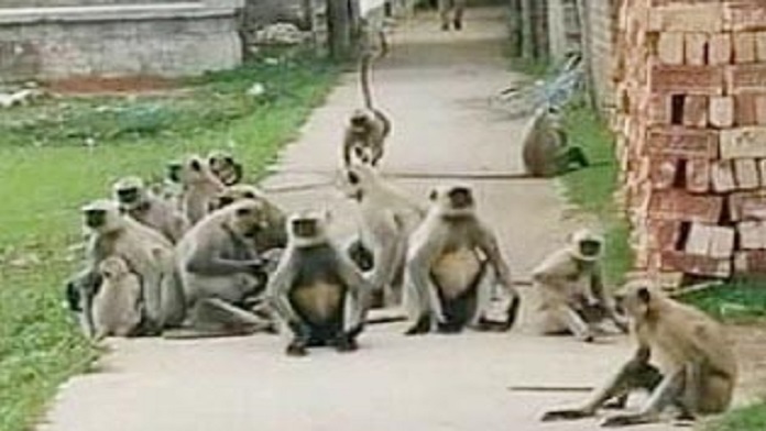 কালোমুখ হনুমান