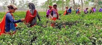 চা বাগান