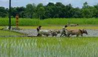 ফটো গ্যালারী