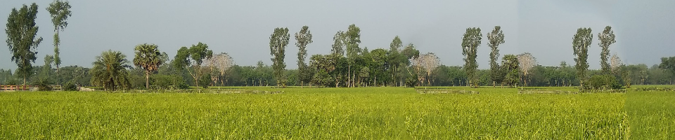 ধান ক্ষেত