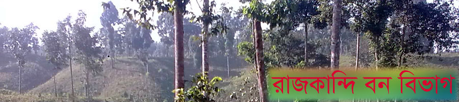 রাজকান্দি বন বিভাগ