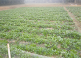 কৃষি ও প্রাণিসম্পদ