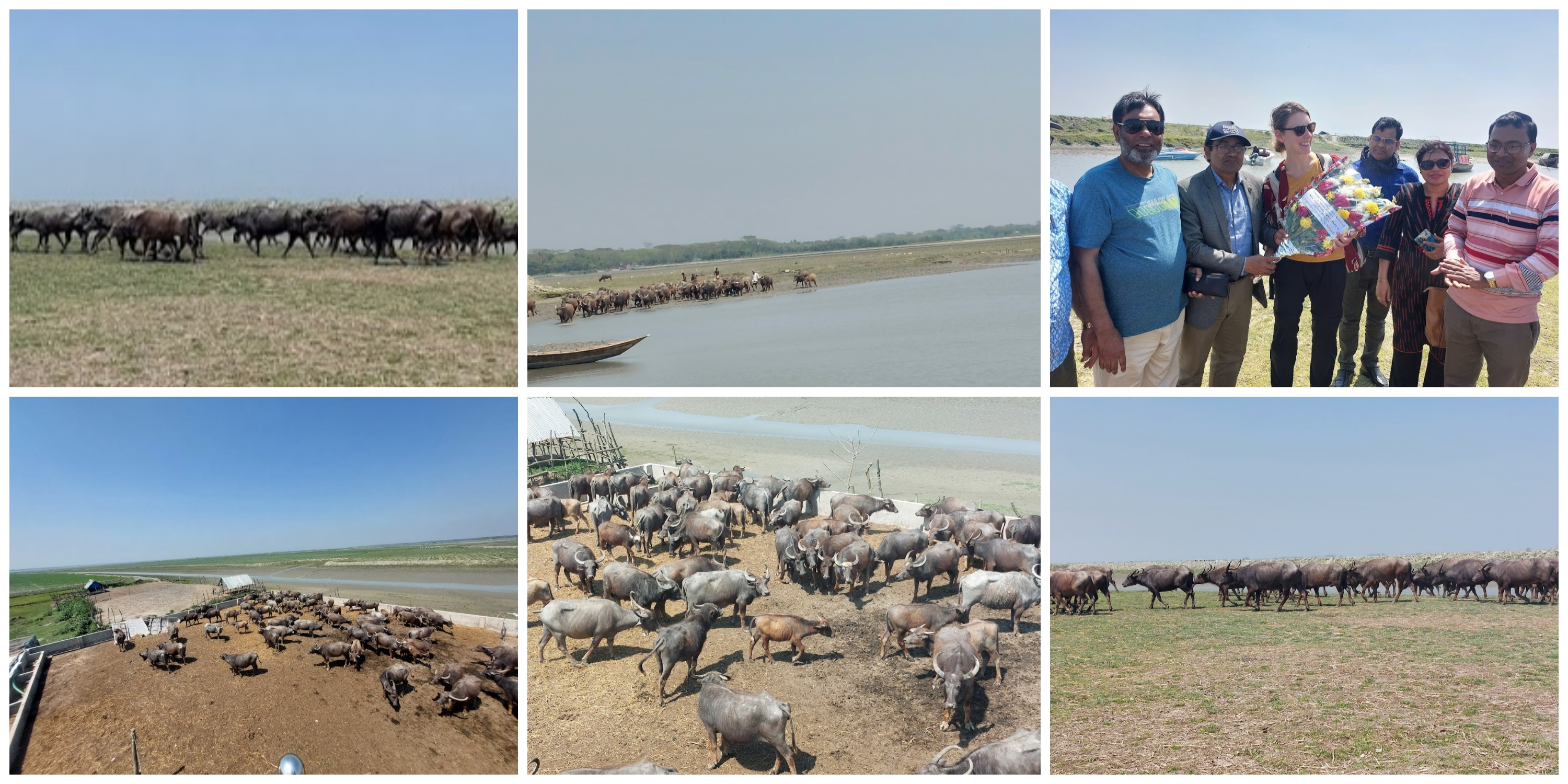 মহিষ ভোলা