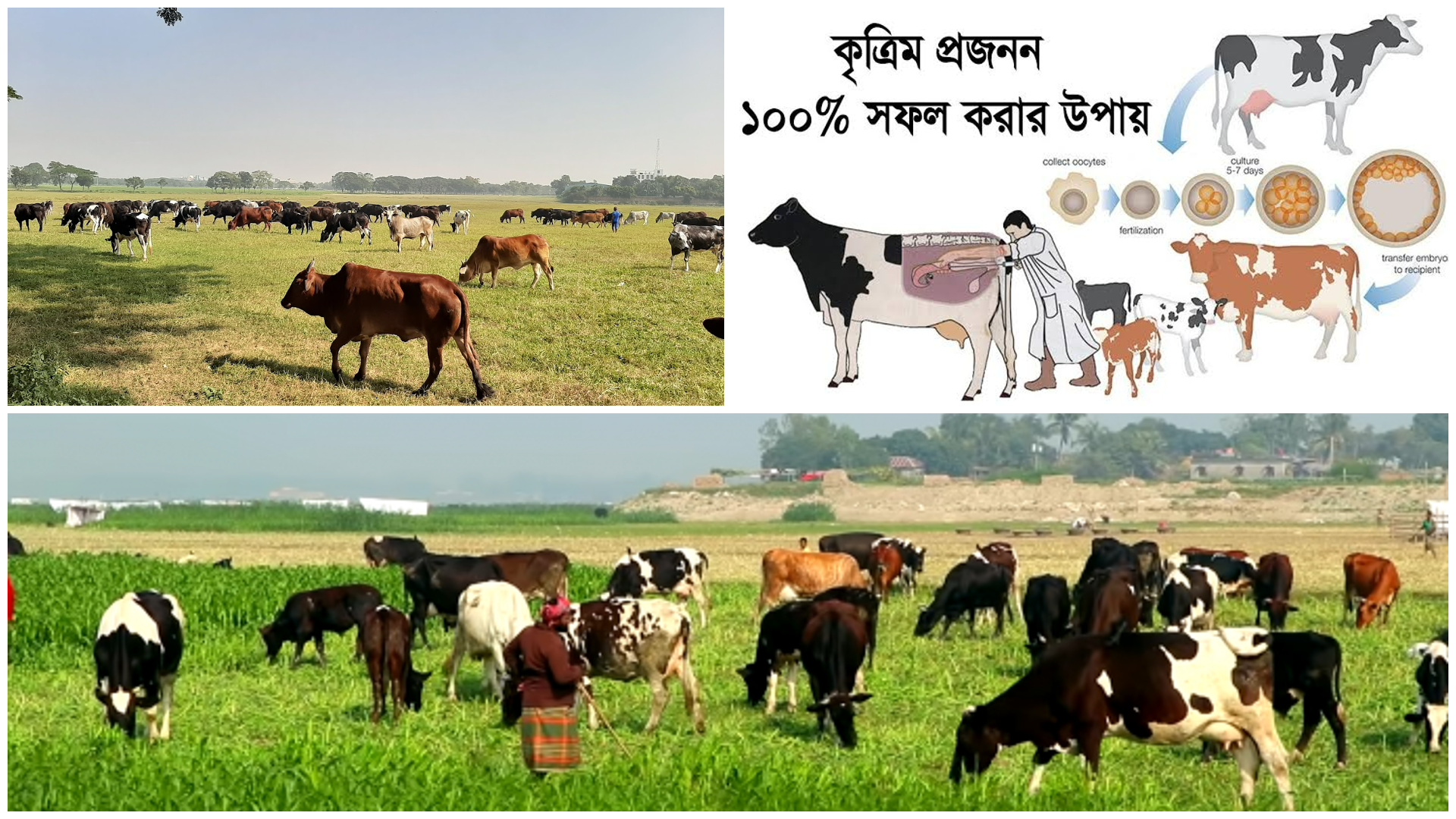 কৃত্রিম প্রজনন