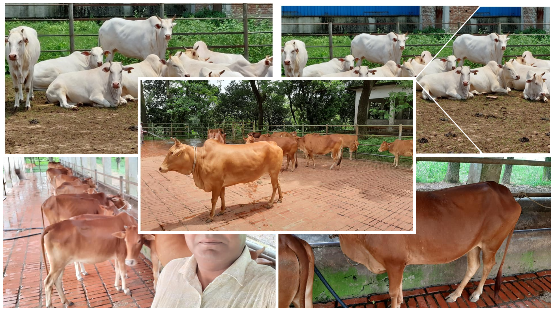 লোকাল জার্মপ্লাজম- মিরকাদিম