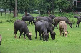 প্রাণিসম্পদ ২