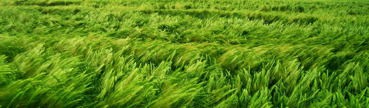grass-1