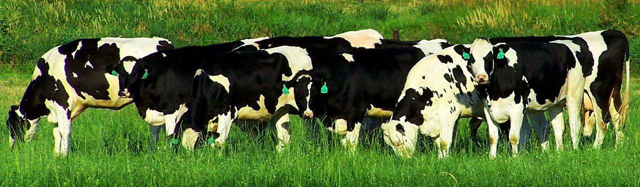 friesian cattle