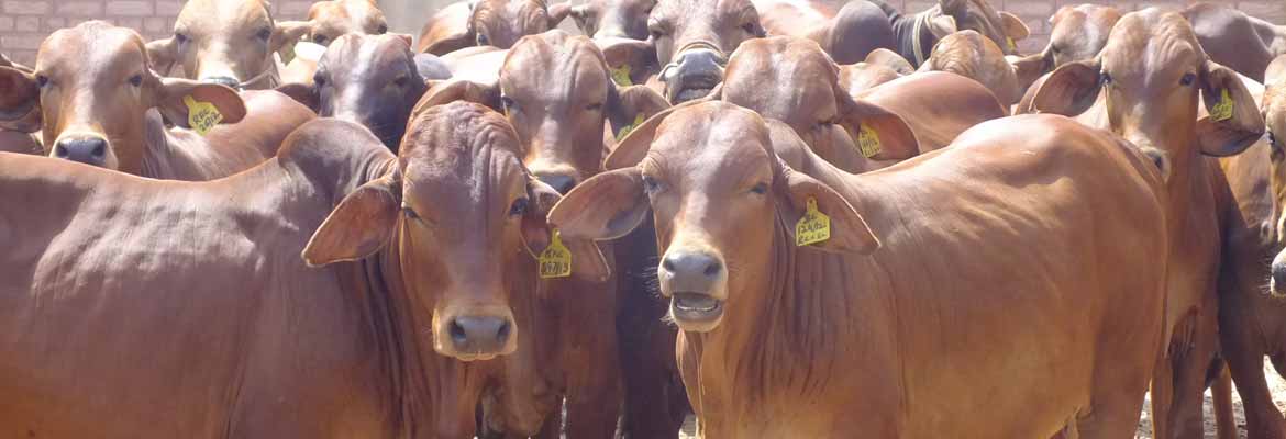 Sahiwali Cows