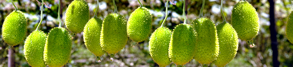 কাকরোল