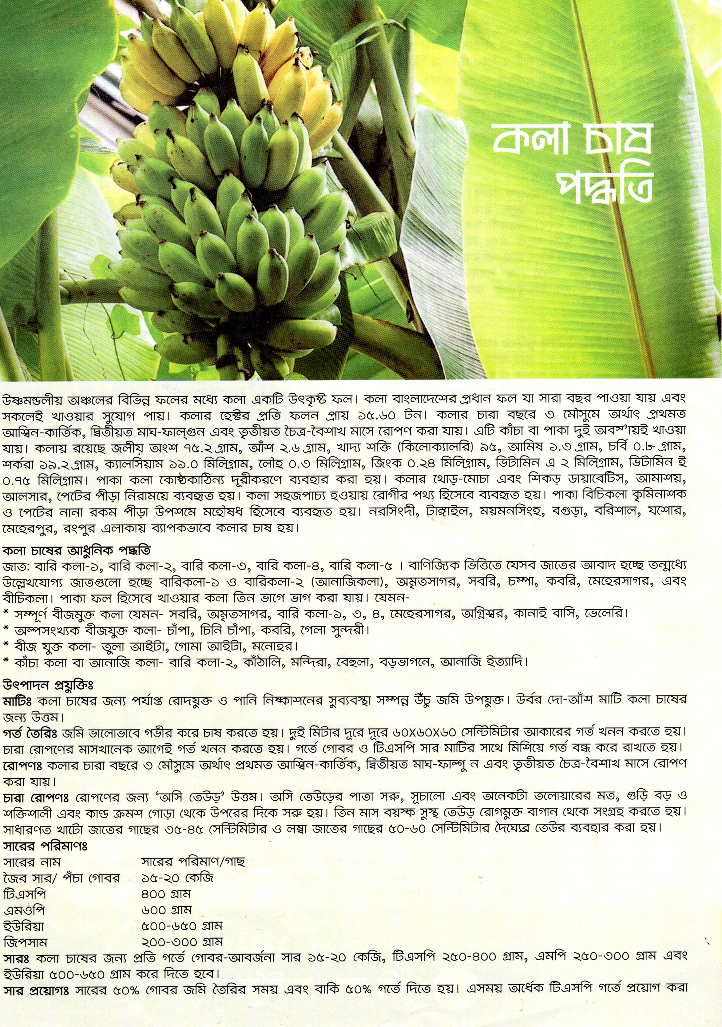 কলা চাষ