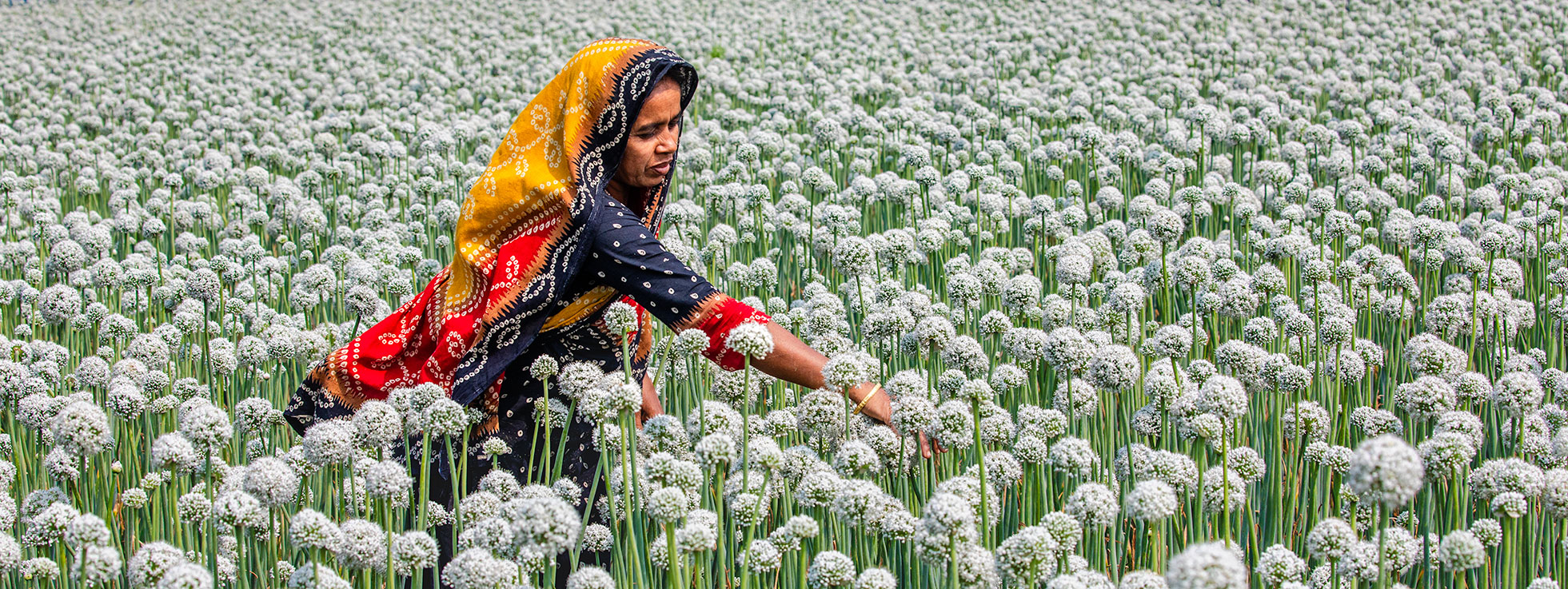 পেঁয়াজের বীজ উৎপাদন