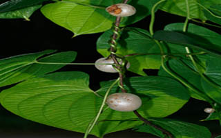 মেটে আলু