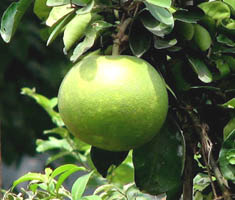 বাতাবি লেবু