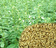 গর্জন তিল