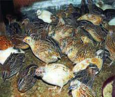 কোয়েল পালন