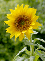 সুর্যমুখী