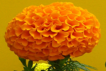 গাঁদা ফুল চাষ