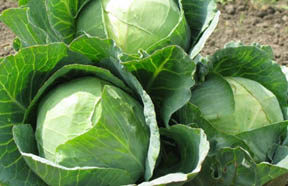 বাঁধা কপি