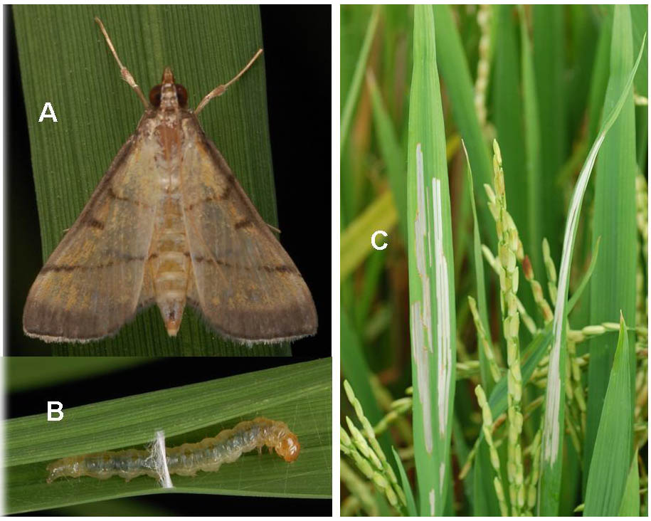 ধানের পোকামাকড়