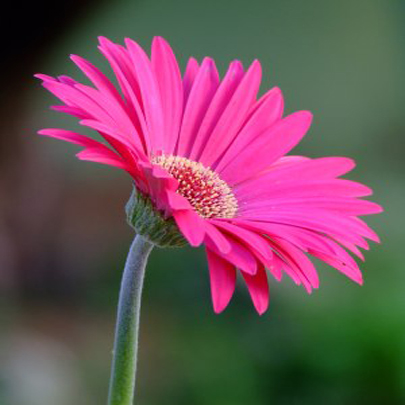 জারবেরা চাষ