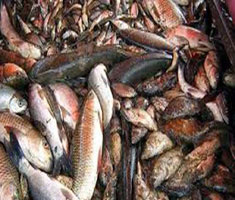 মলা, ঢেলা ও পুঁটি মাছ