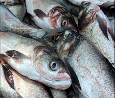 মিশ্র মাছ চাষ