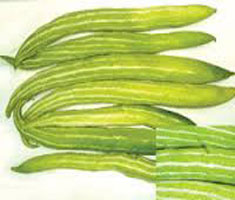 চিচিঙ্গা