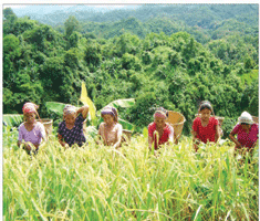 পাহাড়ী কৃষি
