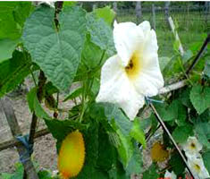 কাঁকরোল