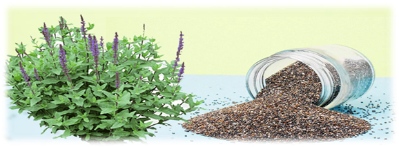 মাটি ও বালি ছাড়া স্বল্প জায়গায় চিয়া সিড রোপণ করবেন যেভাবে