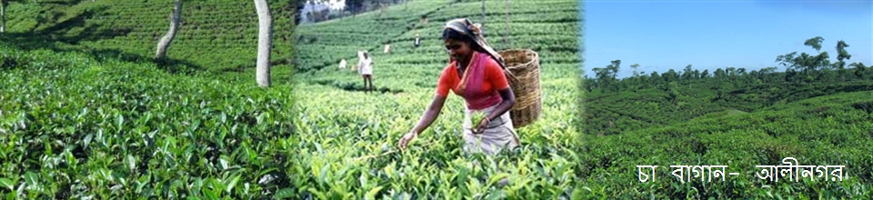 চা বাগান