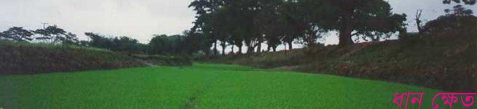 আমাদের গ্রাম কৃষি ভিত্তিক গ্রাম