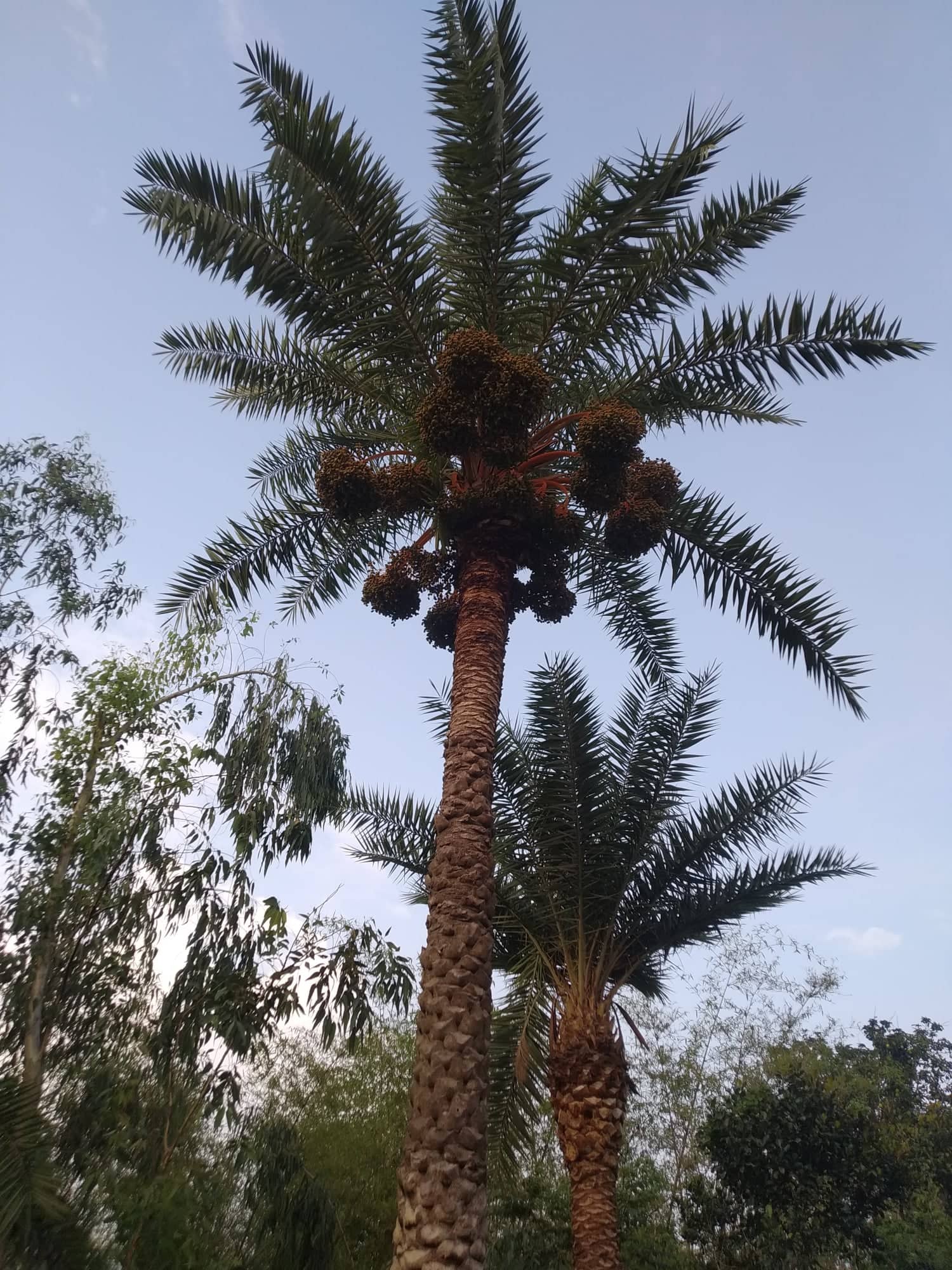 প্রাকৃতিক