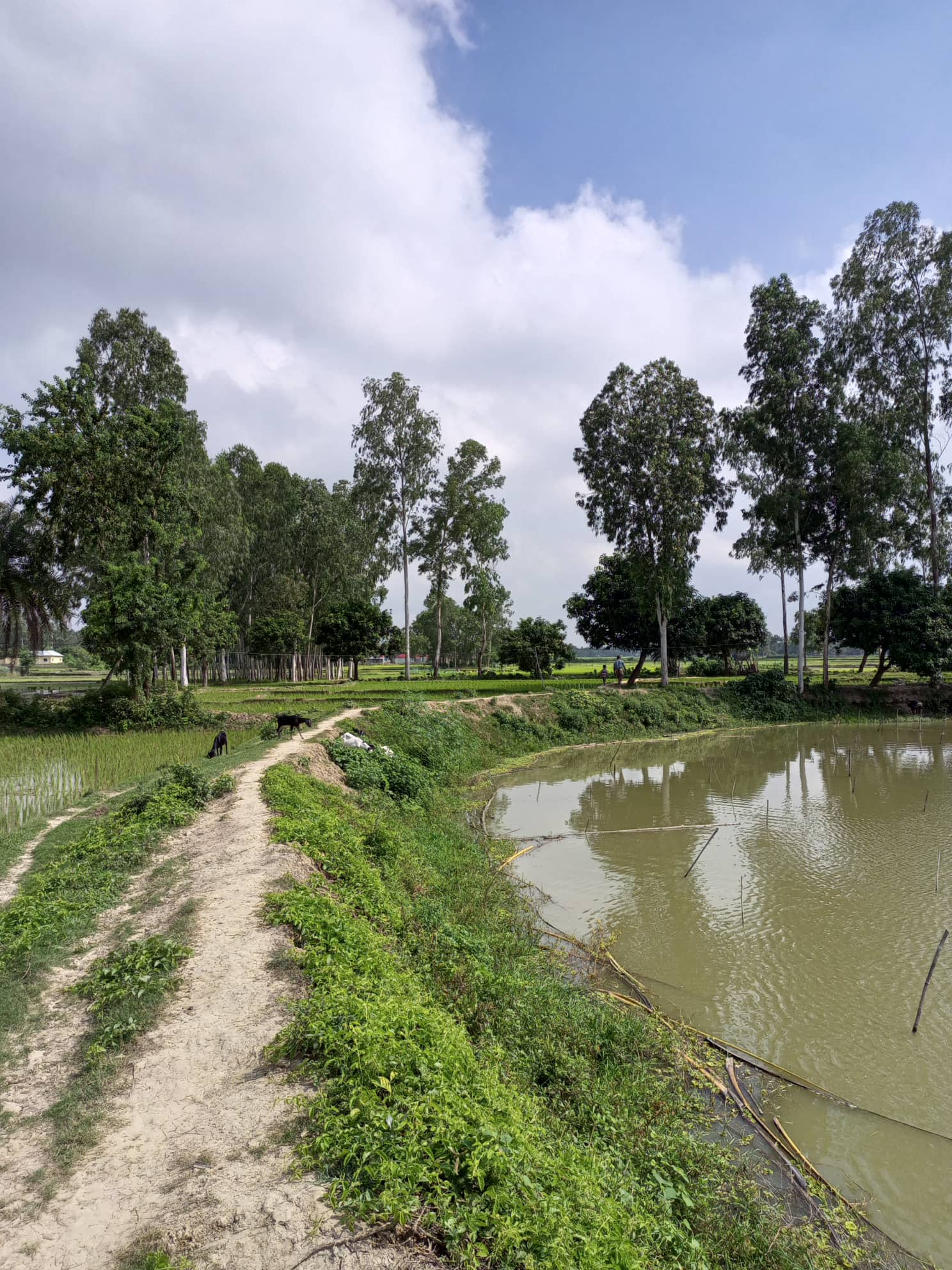 প্রামের রাস্তা