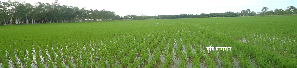 কৃষি চাষাবাদ
