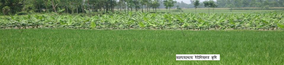 আলোয়াখোয়া সিমান্ত ব্রীজ